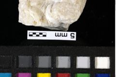 Foto (Detailansicht) von Decapoda indet. (NHMW-GEO-1990-0041-0093)